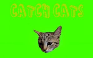 Whisker Chase Fun Game